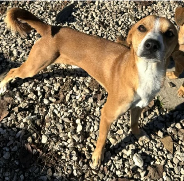 Anacleto 7 mesi taglia piccola 