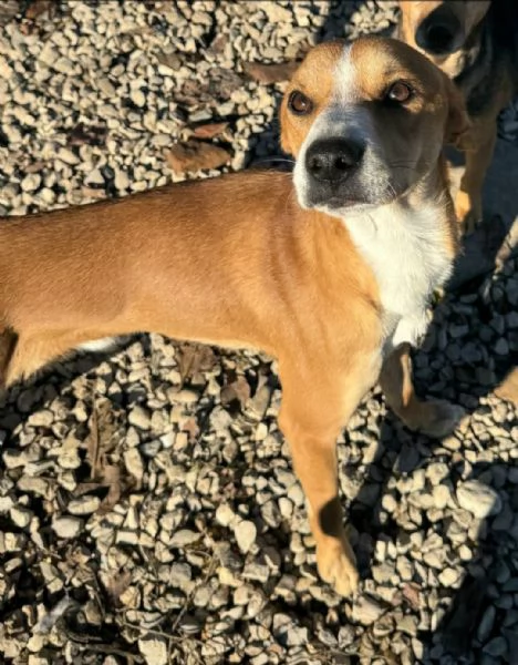 Anacleto 7 mesi taglia piccola  | Foto 0