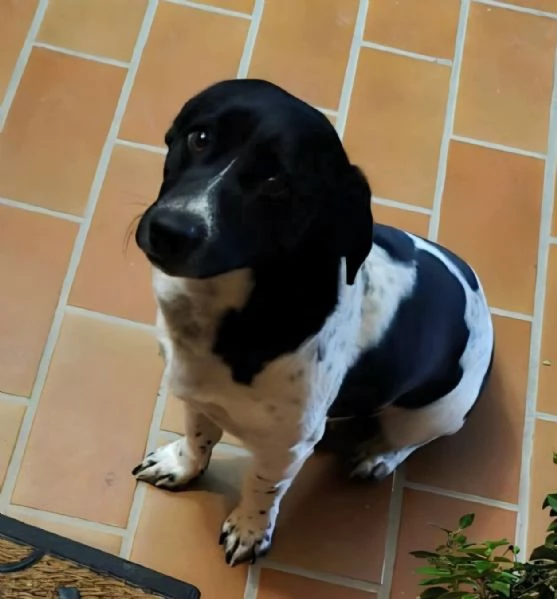 Galileo 1 anno taglia piccola  | Foto 2