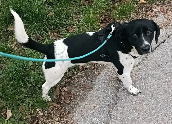 Galileo 1 anno taglia piccola  | Foto 1