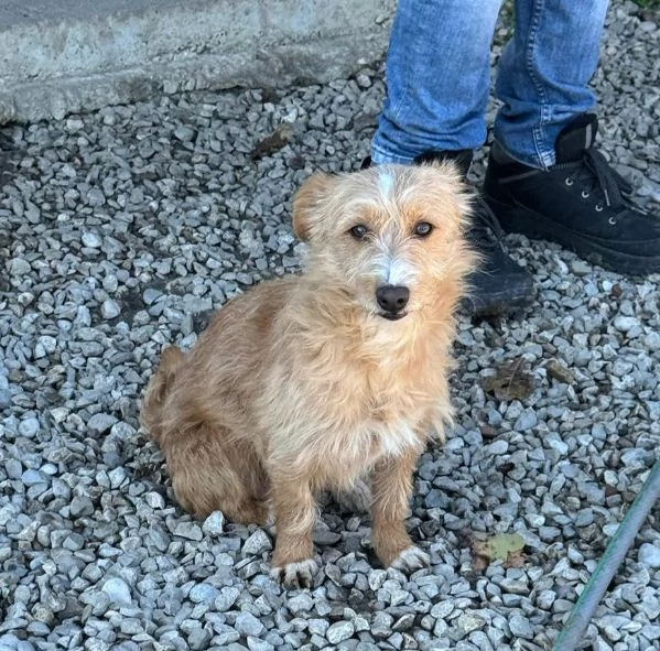 Einstein 2 anni Taglia piccola  | Foto 4