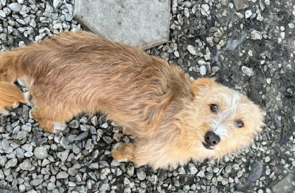 Einstein 2 anni Taglia piccola  | Foto 3