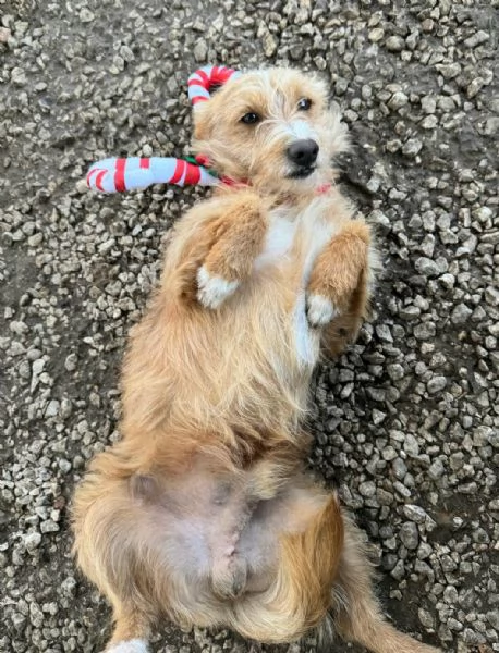 Einstein 2 anni Taglia piccola  | Foto 2