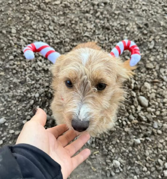 Einstein 2 anni Taglia piccola  | Foto 1