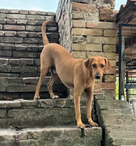 Jack 2 anni Taglia media piccola  | Foto 3