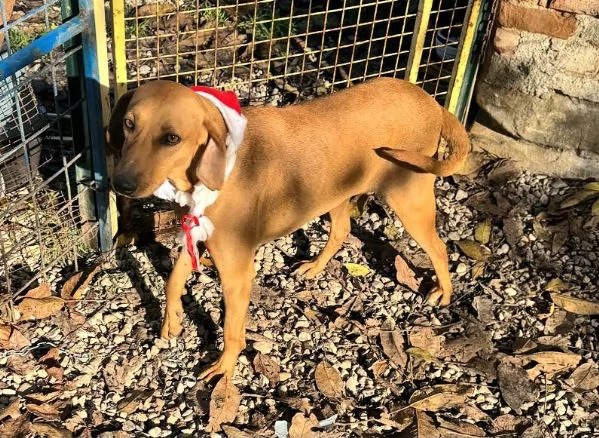 Jack 2 anni Taglia media piccola  | Foto 1