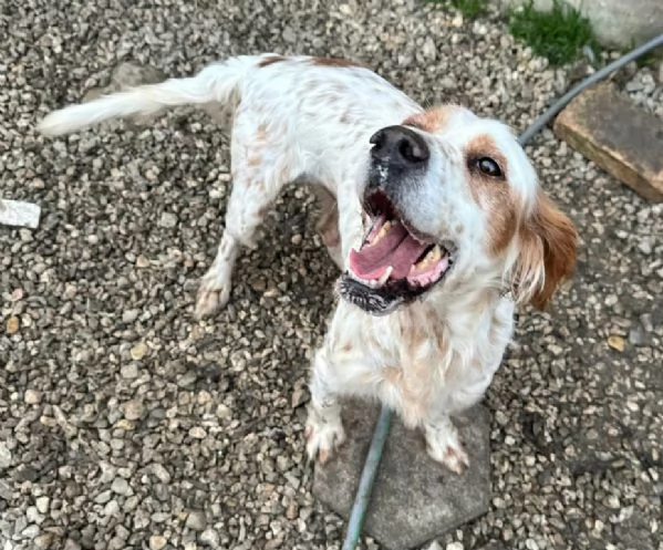 Diana 4 anni setter inglese  | Foto 3