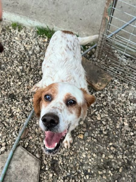 Diana 4 anni setter inglese  | Foto 2