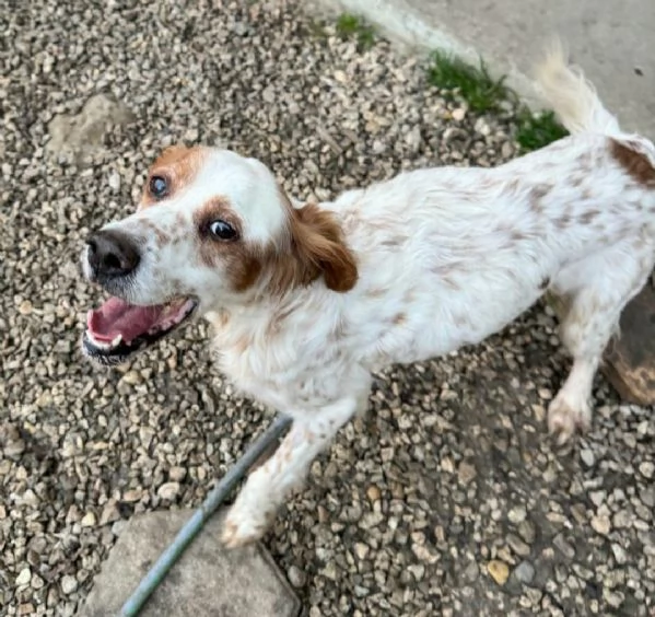 Diana 4 anni setter inglese  | Foto 1