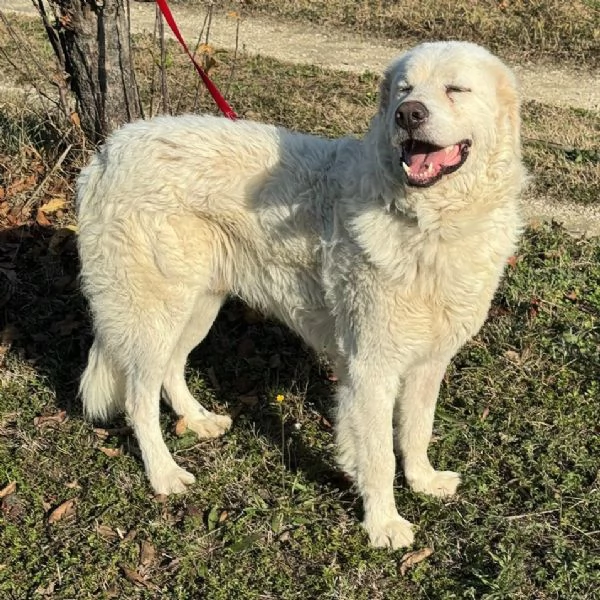 Travis 1 anno taglia grande  | Foto 2