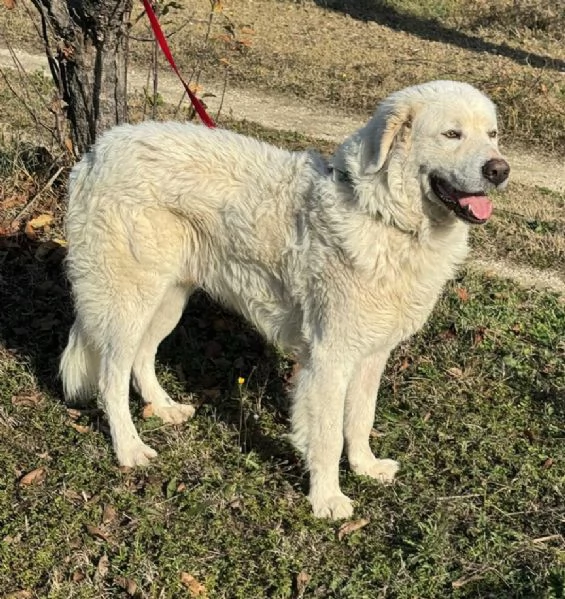 Travis 1 anno taglia grande  | Foto 0