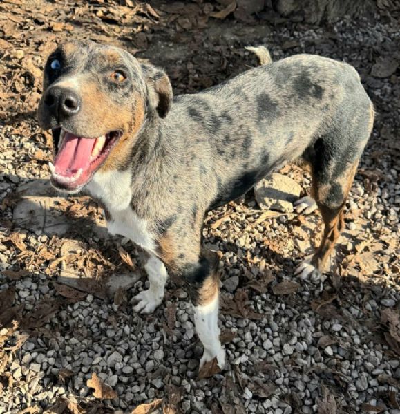 Astrid 1 anno taglia media 