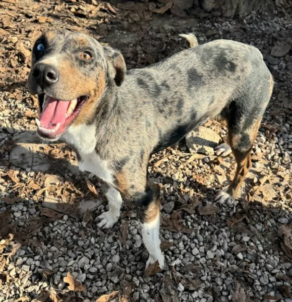 Astrid 1 anno taglia media 