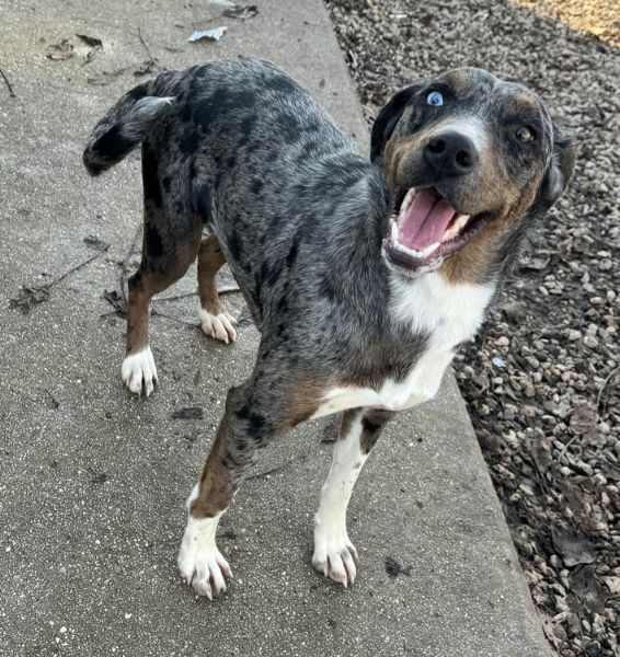 Astrid 1 anno taglia media  | Foto 6