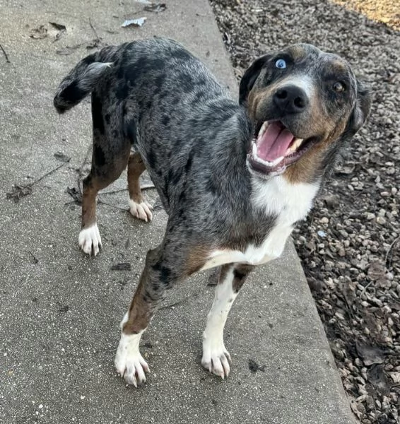 Astrid 1 anno taglia media  | Foto 6