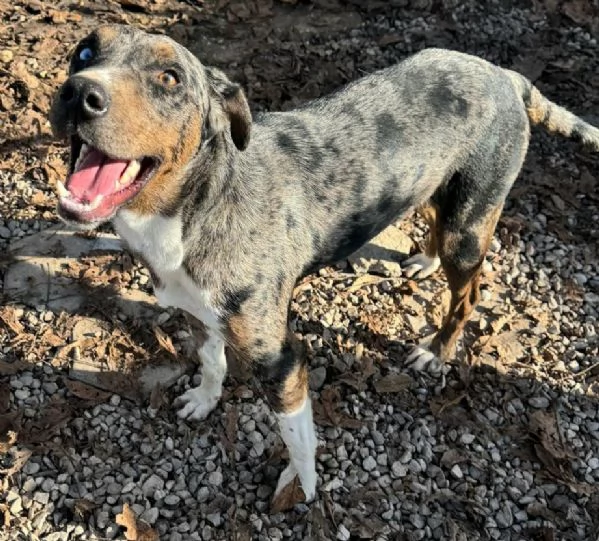 Astrid 1 anno taglia media  | Foto 5