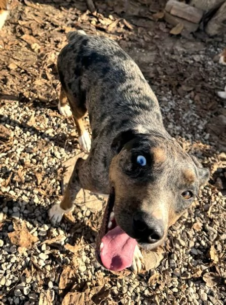 Astrid 1 anno taglia media  | Foto 4