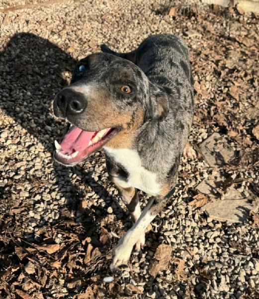 Astrid 1 anno taglia media  | Foto 3