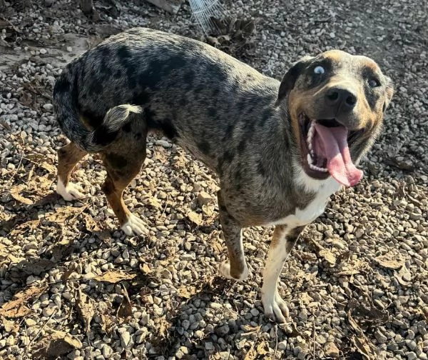 Astrid 1 anno taglia media  | Foto 2