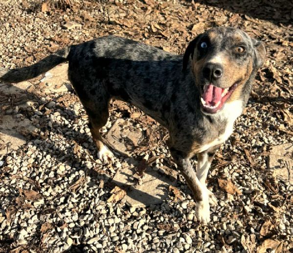 Astrid 1 anno taglia media  | Foto 1