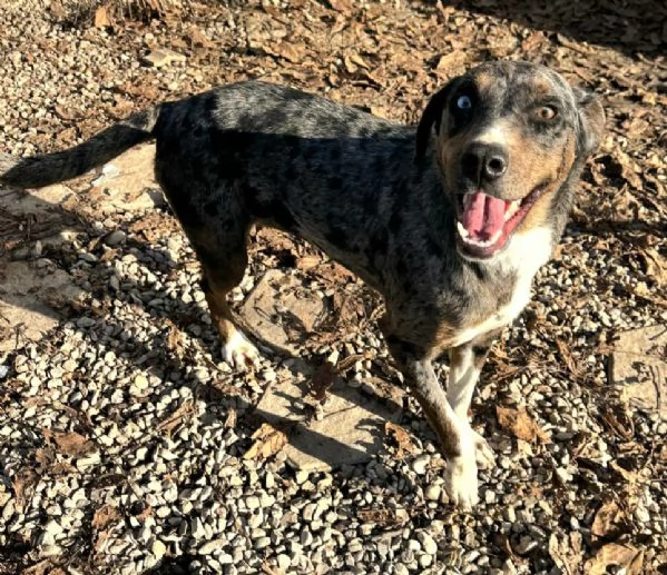 Astrid 1 anno taglia media  | Foto 1