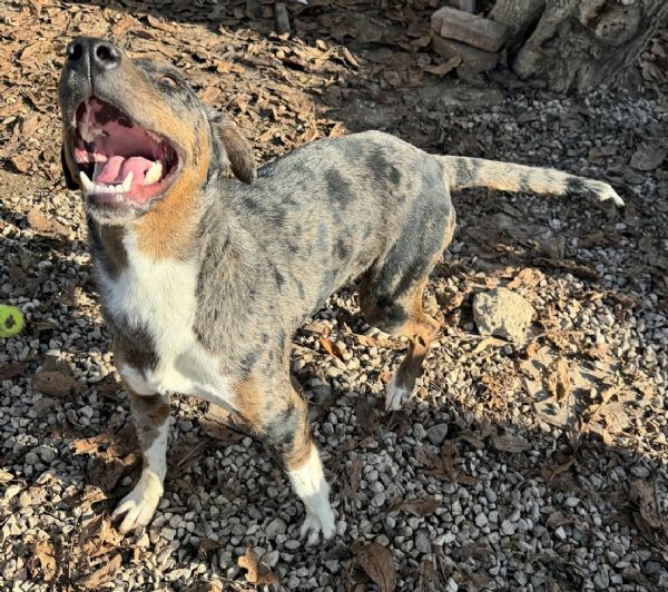 Astrid 1 anno taglia media  | Foto 0