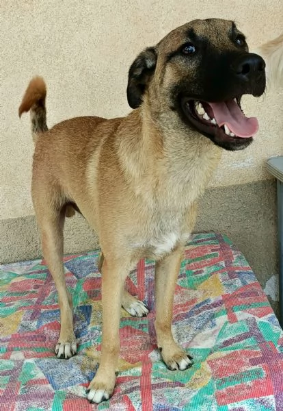 Hansel 8 mesi taglia media  | Foto 4