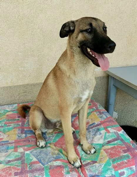 Hansel 8 mesi taglia media  | Foto 3