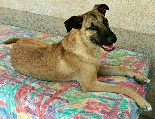 Hansel 8 mesi taglia media 