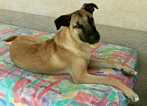 Hansel 8 mesi taglia media  | Foto 2