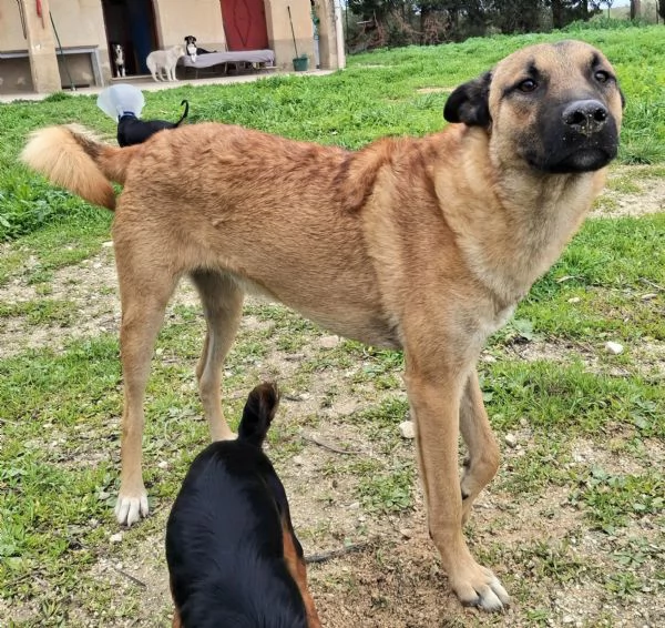 Hansel 8 mesi taglia media  | Foto 1