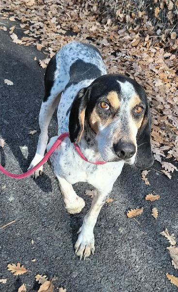 Gustavo 4 anni tripode | Foto 3