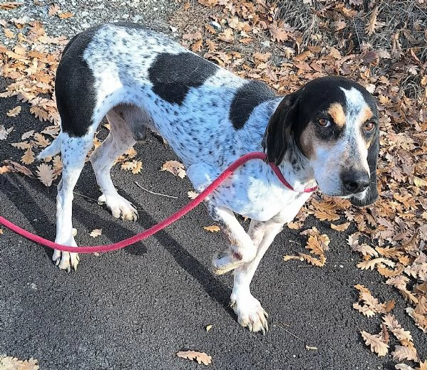 Gustavo 4 anni tripode | Foto 2