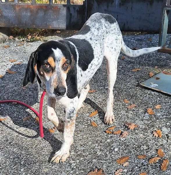 Gustavo 4 anni tripode | Foto 1