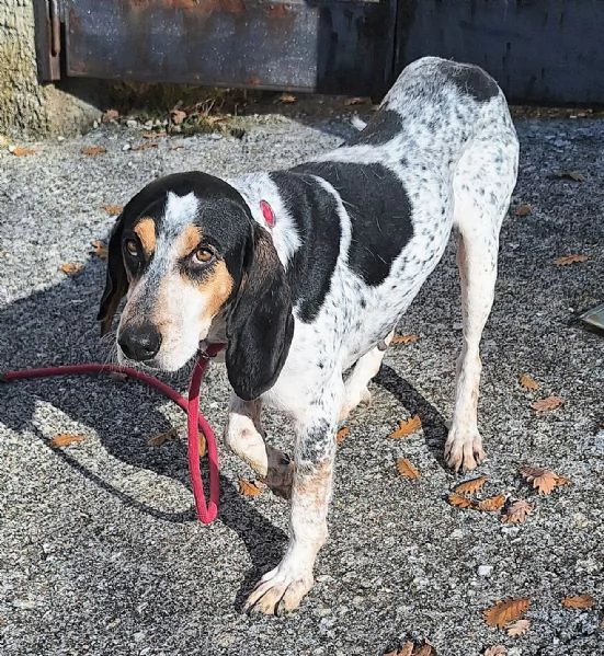 Gustavo 4 anni tripode | Foto 0