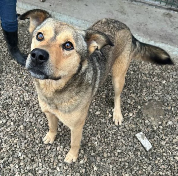 Fargo 3 anni Taglia media grande  | Foto 4