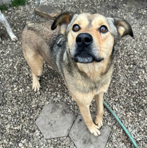 Fargo 3 anni Taglia media grande  | Foto 2