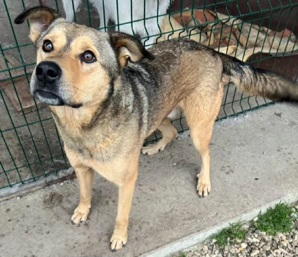 Fargo 3 anni Taglia media grande  | Foto 0