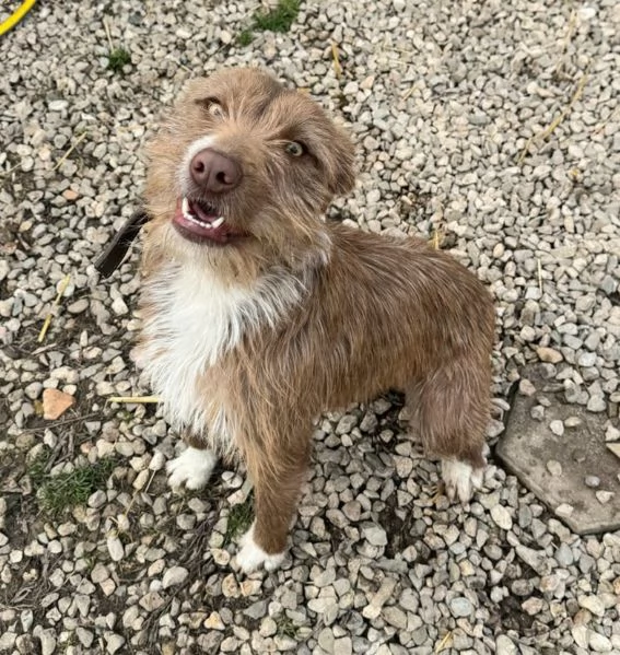 Elide 1 anno taglia media contenuta  | Foto 6