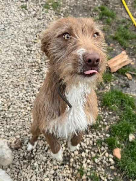 Elide 1 anno taglia media contenuta  | Foto 5