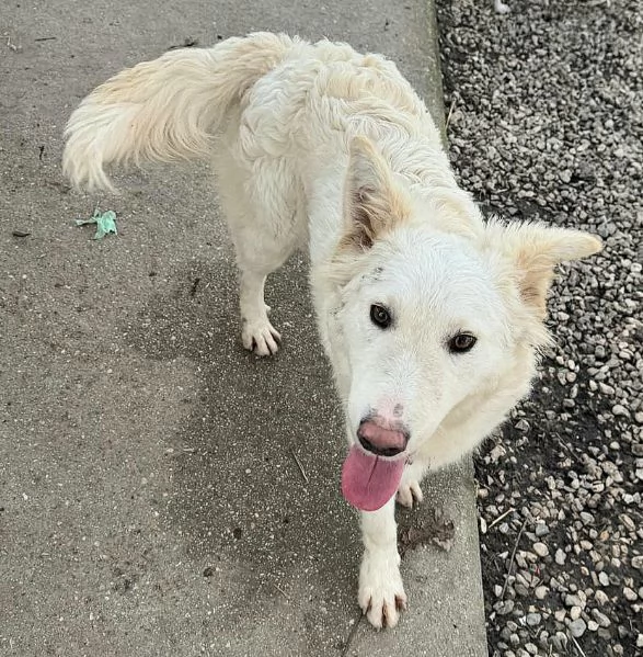 Curzio 10 mesi taglia media  | Foto 6