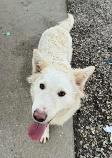 Curzio 10 mesi taglia media  | Foto 5