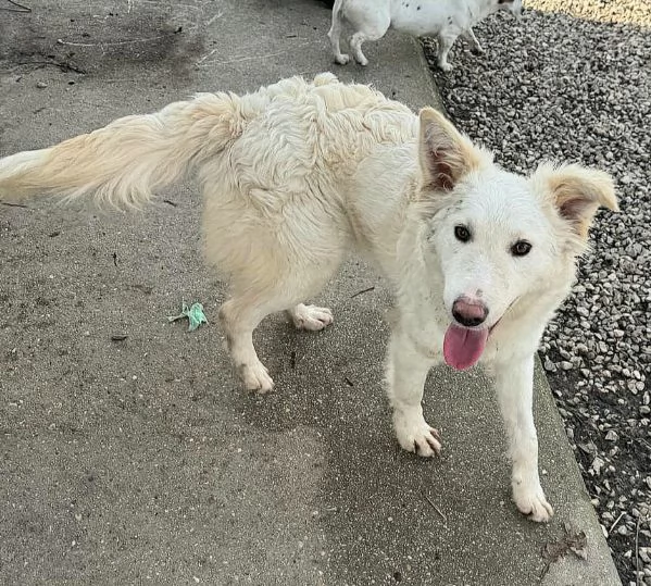 Curzio 10 mesi taglia media  | Foto 4