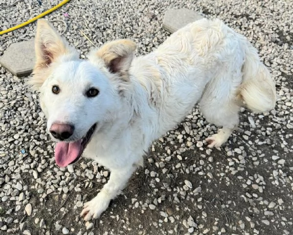 Curzio 10 mesi taglia media  | Foto 3