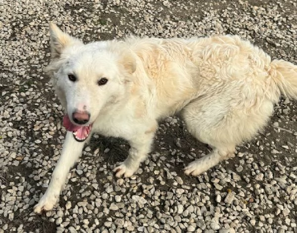 Curzio 10 mesi taglia media  | Foto 2