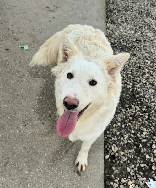 Curzio 10 mesi taglia media 