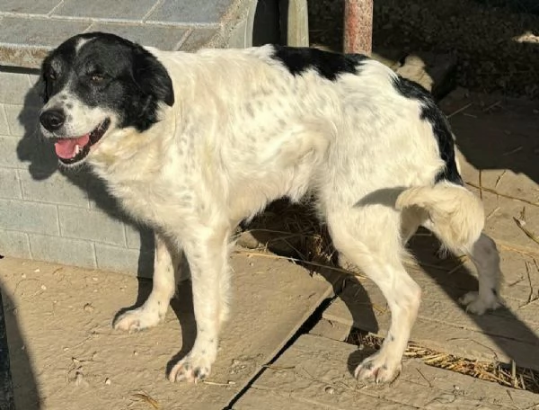 Tessa 2 anni Taglia media  | Foto 3