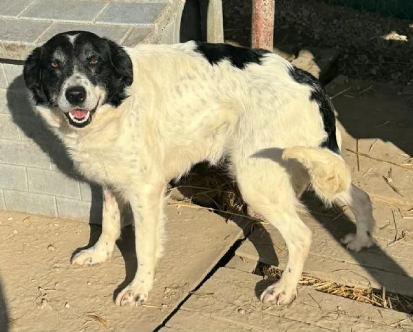 Tessa 2 anni Taglia media 