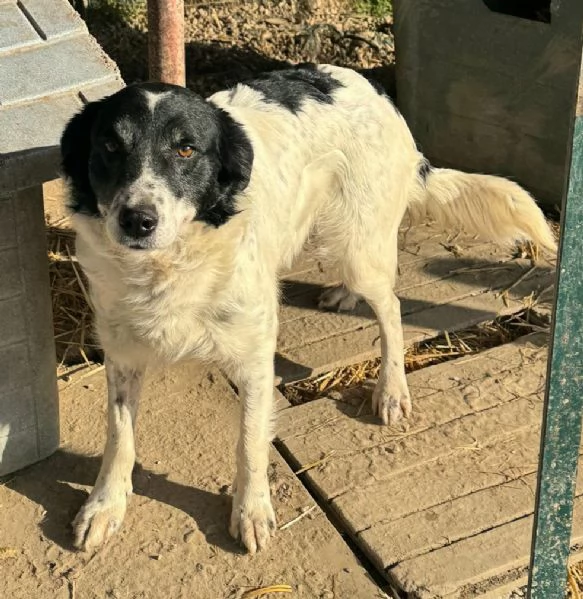 Tessa 2 anni Taglia media  | Foto 1