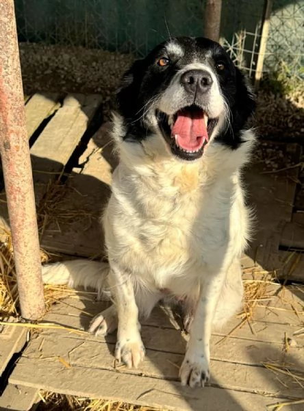 Tessa 2 anni Taglia media  | Foto 0